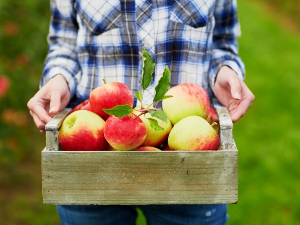 Seasonal Employment in Lithuania