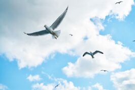 Преимущества гражданства Литовской Республики